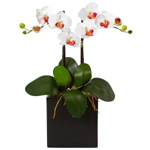 18.5" Double Mini Phalaenopsis in Black Vase White