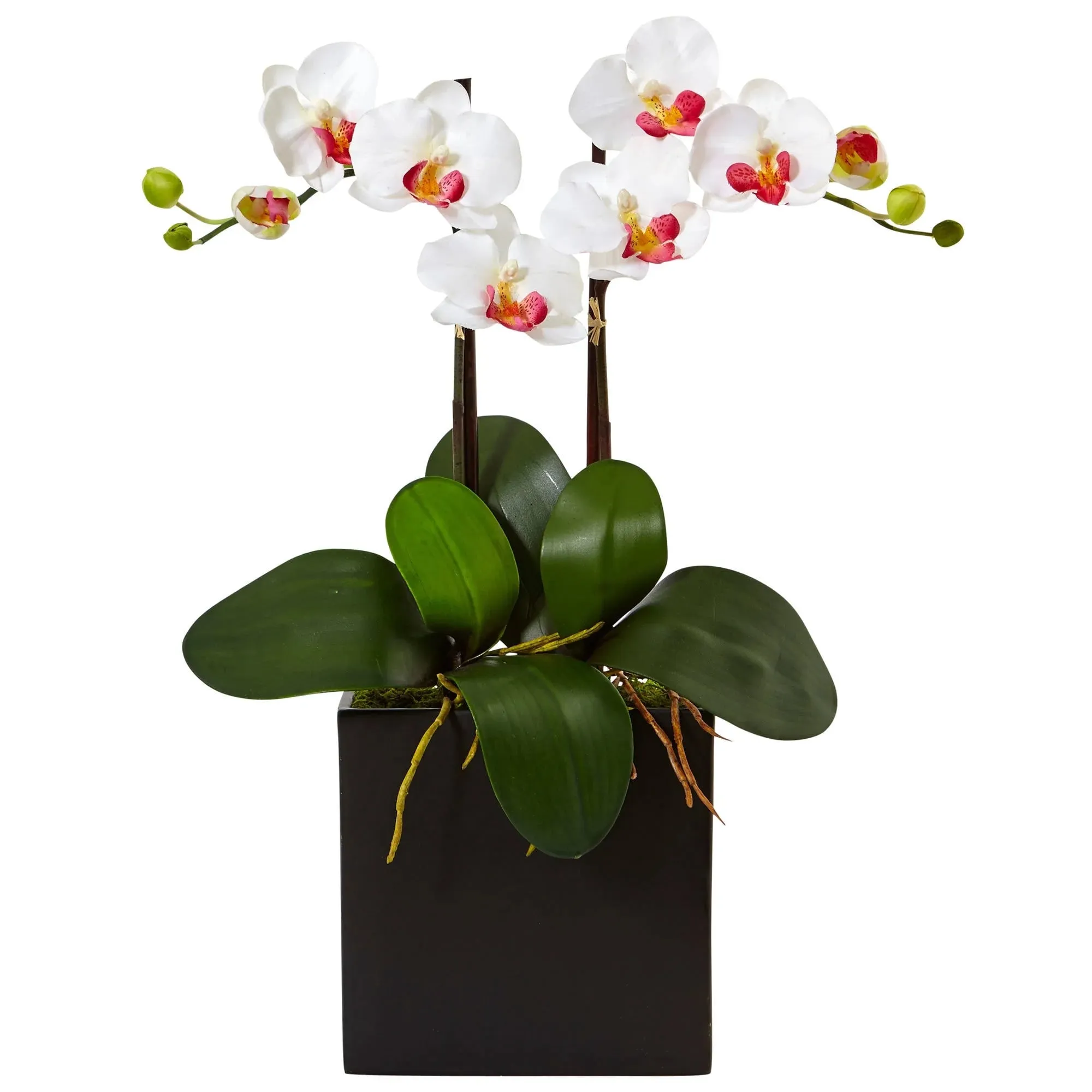18.5" Double Mini Phalaenopsis in Black Vase White