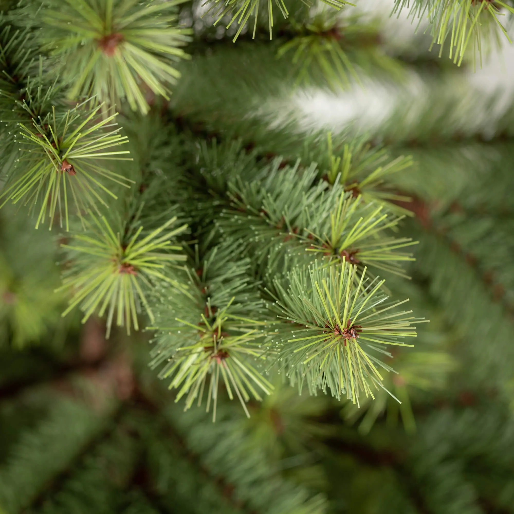5'H Sullivans Emerald Pine Tree In Burlap, Green