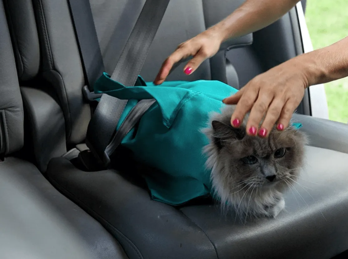 Cat Travel Pouch