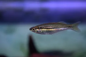 Exquisite Rainbow
