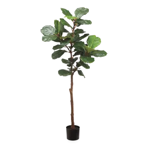 Fiddle Leaf Tree