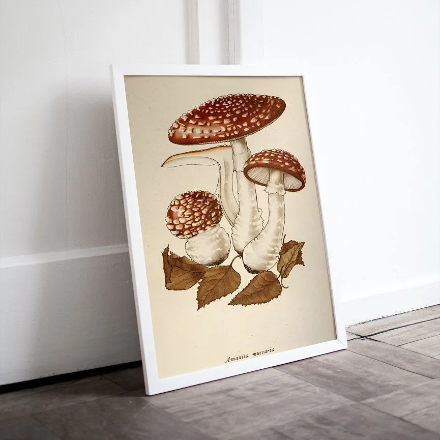 Vintage Mushroom Print Set Of 3 PRINTABLE ART, Rustic French Mushroom, Cottage Aesthetic, Botanical Wall Art, Biology Poster, Vintage Wall Art