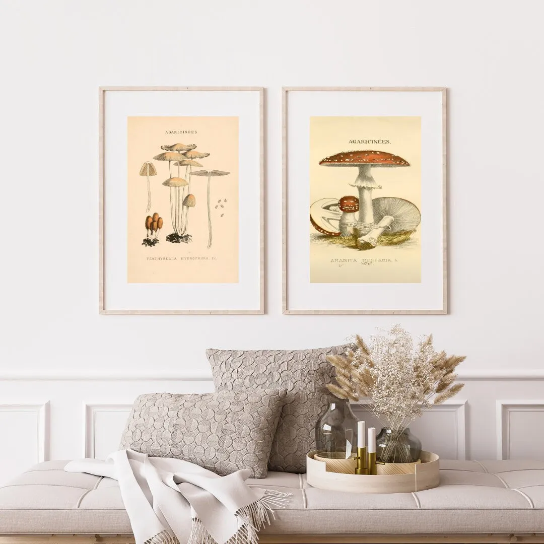Vintage Mushroom Print Set Of 3 PRINTABLE ART, Rustic French Mushroom, Cottage Aesthetic, Botanical Wall Art, Biology Poster, Vintage Wall Art