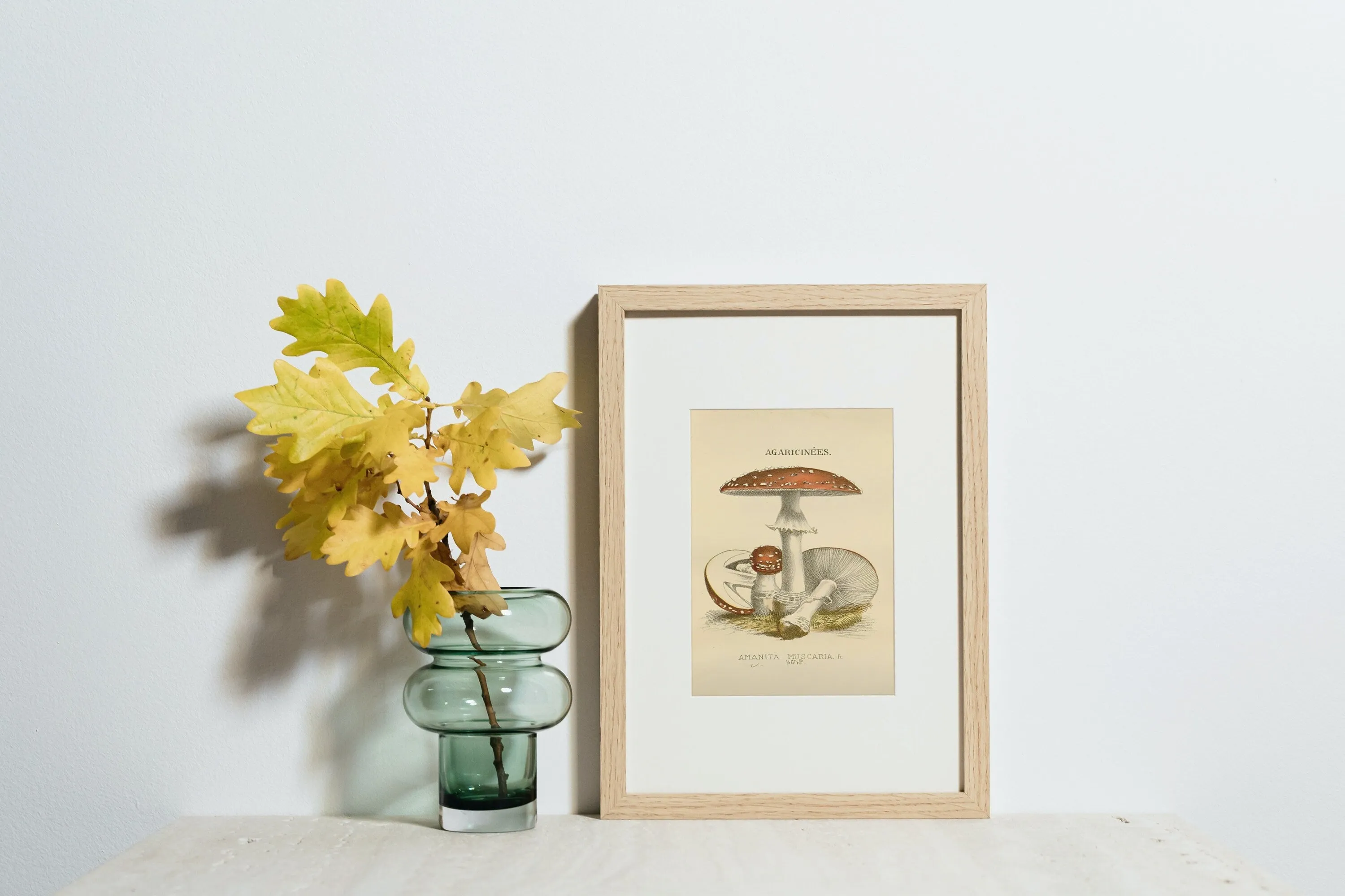 Vintage Mushroom Print Set Of 3 PRINTABLE ART, Rustic French Mushroom, Cottage Aesthetic, Botanical Wall Art, Biology Poster, Vintage Wall Art