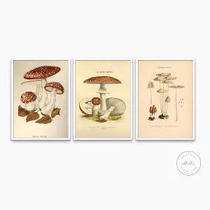Vintage Mushroom Print Set Of 3 PRINTABLE ART, Rustic French Mushroom, Cottage Aesthetic, Botanical Wall Art, Biology Poster, Vintage Wall Art