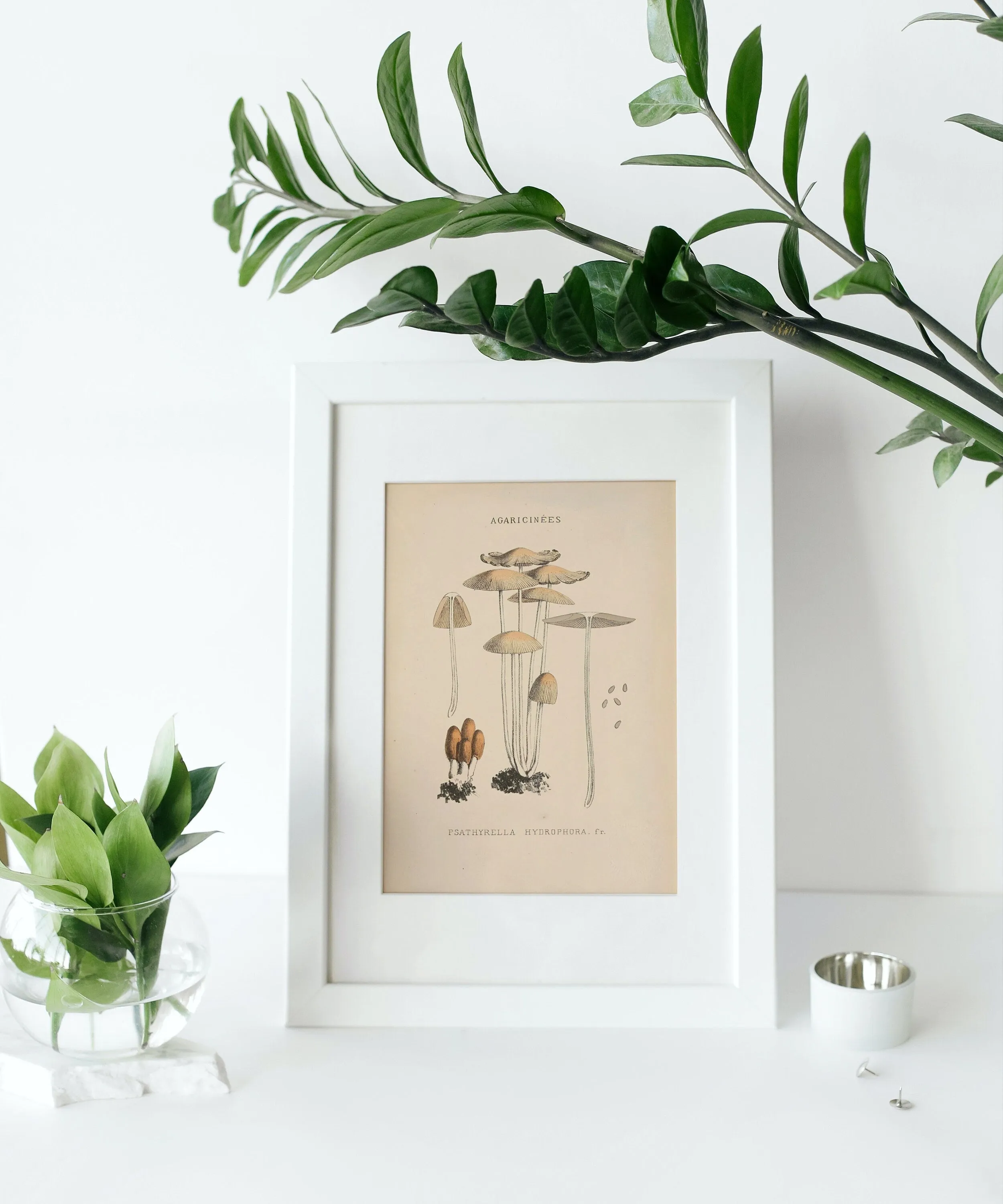 Vintage Mushroom Print Set Of 3 PRINTABLE ART, Rustic French Mushroom, Cottage Aesthetic, Botanical Wall Art, Biology Poster, Vintage Wall Art