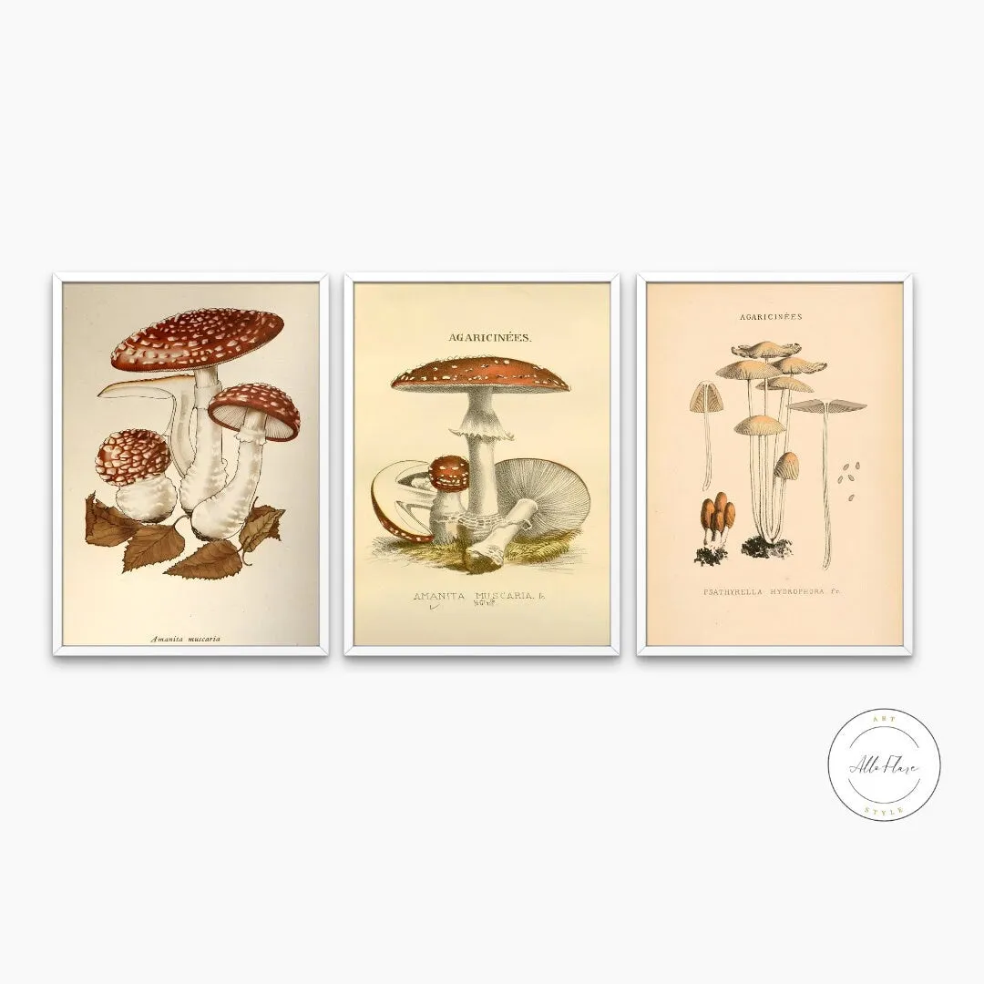 Vintage Mushroom Print Set Of 3 PRINTABLE ART, Rustic French Mushroom, Cottage Aesthetic, Botanical Wall Art, Biology Poster, Vintage Wall Art