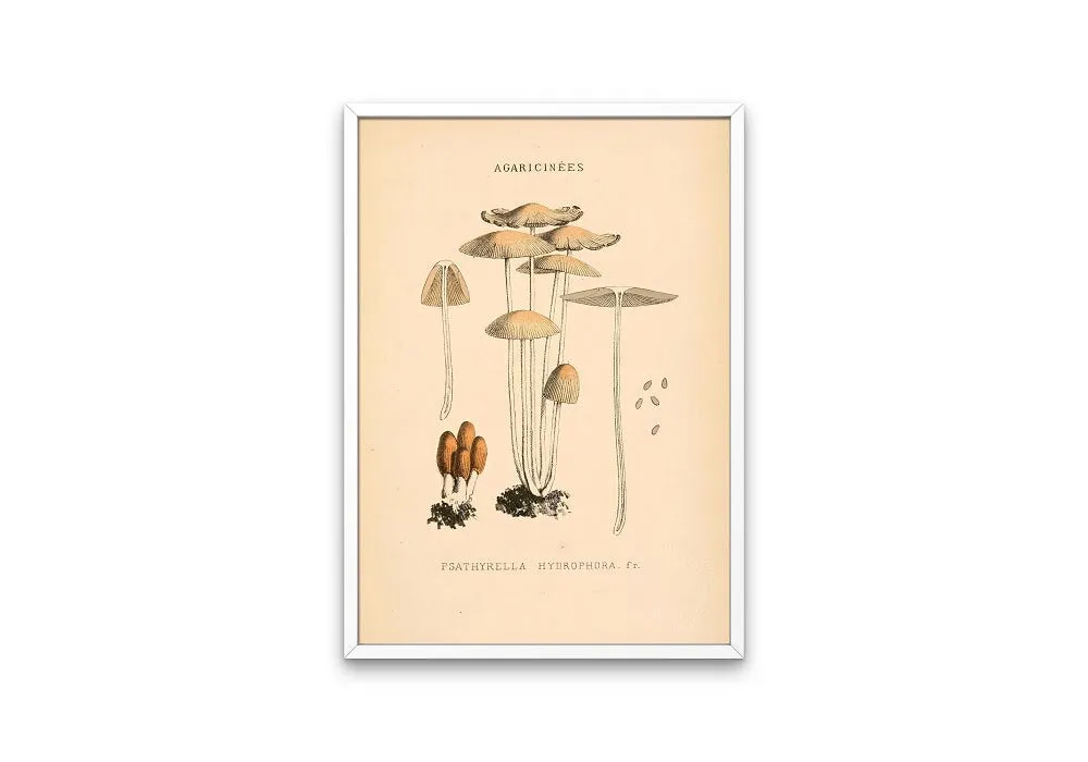 Vintage Mushroom Print Set Of 3 PRINTABLE ART, Rustic French Mushroom, Cottage Aesthetic, Botanical Wall Art, Biology Poster, Vintage Wall Art